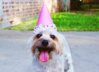 6 Reasons I’ll Never Regret Making My Dog An Instagram