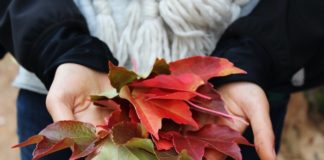 15 Festive And COVID Safe Activities To Kick Off Fall fall activities autumn