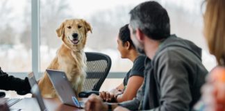 7 Essential Tips For Working Adults Who Want To Be Dog Owners