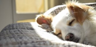 dog-dreams
