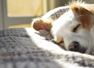 If You’re Wondering What Your Dog Dreams About, Read This dog-dreams