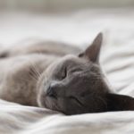 alexander-possingham-CeWNEEsHPbA-unsplash