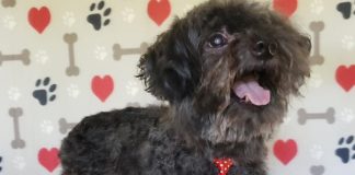 4 Reasons You Should Adopt A Senior Pet This Year senior-dog