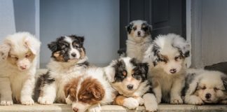 8 Of The Cutest Dog Breeds Ever