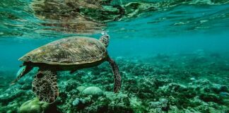 4 Ways You Can Do Your Part This World Oceans Day
