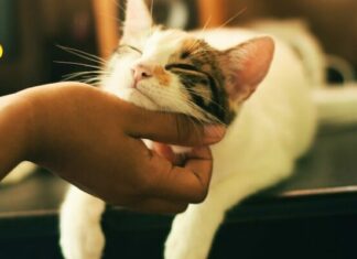 Is It Worth It To Get Pet Insurance?