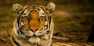 tiger