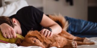 5 Reasons Most People Don’t Get Enough Sleep sleep-bed-dog
