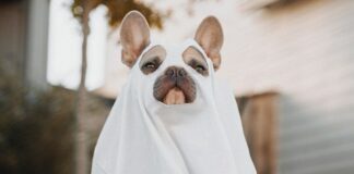 5 Reasons Halloween Is Truly The Best Holiday