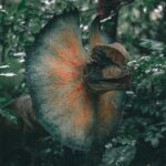 mehmet-turgut-kirkgoz-U2MCrjwW1e0-unsplash