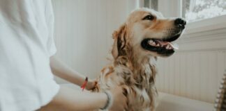 7 Tips For Grooming Your Dog At Home