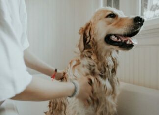 7 Tips For Grooming Your Dog At Home