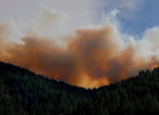 What The Government & Companies Should Do About The Canadian Wildfires
