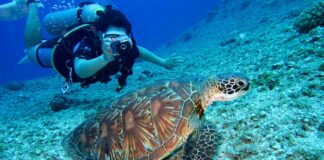 What is Underwater Painting? 6 Tips For Newbies Underwater Painting