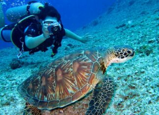What is Underwater Painting? 6 Tips For Newbies Underwater Painting