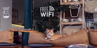 5 Reasons Why Everyone Should Check Out A Cat Café