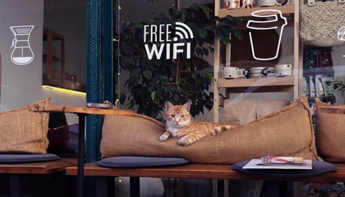 cat cafe