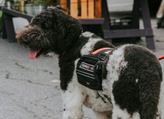 Why You Should Never Misrepresent Your Pet As A Service Dog
