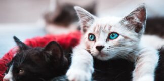 Let’s Celebrate Our Feline Friends In Honor Of National Kitten Day