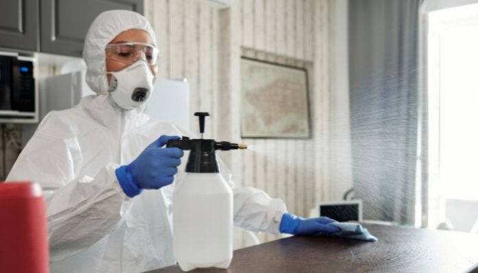 Person Spraying After Mouse Infestation