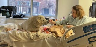 Advice On Taking Your Service Dog With You To The Hospital