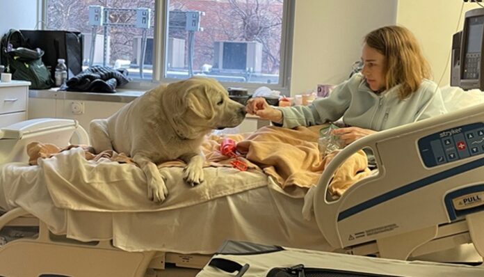 service dog
