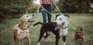 Dog Walking As Therapy: How Working With Pets Helped Me Recover From Burnout Woman Operating a Dog Walking Business for Cash