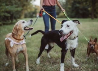 Woman Operating a Dog Walking Business for Cash