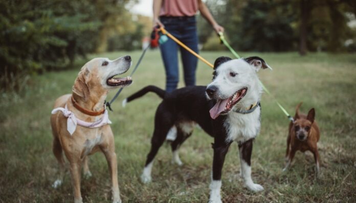 Dog Walking Business Woman Operating a Dog Walking Business for Cash