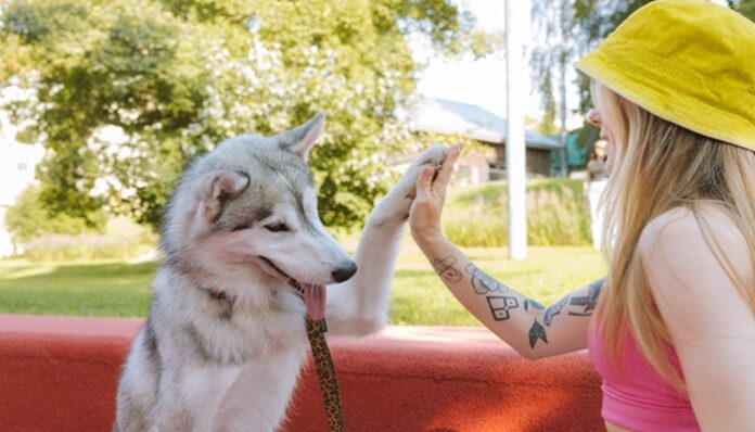 dogs