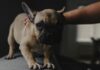 puppy scared anxious dog