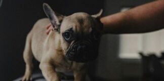 puppy scared anxious dog