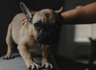 puppy scared anxious dog