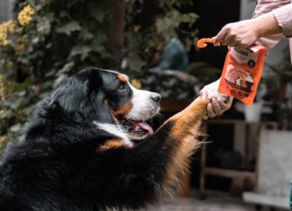 Dogs Have PTSD Too: How Dogs Can Benefit From Exposure Therapy