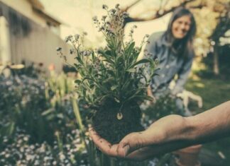 How Picking Up Gardening Helped With My Anxiety