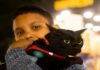 How Adopting a Cat Can Help Your Autistic Child Thrive autistic child