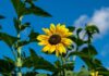 The “Lonesome Sunflower”: A Poem About Feeling Like You Don’t Belong