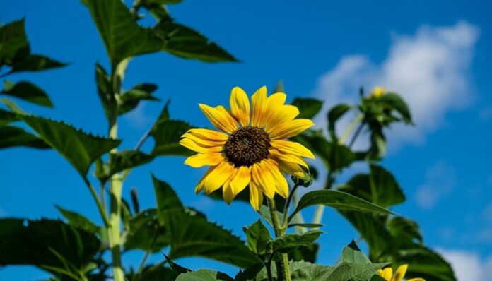 sunflower