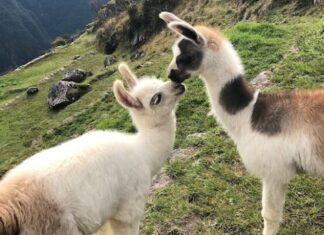 5 Adorable Animals That Have Captured Our Hearts & Our Feeds