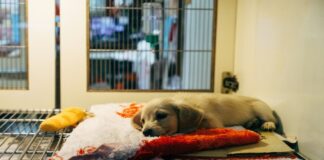 Why The Treat App Is Literally A Game-Changer For Shelter Dogs treat app dogs