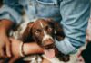 How I’ve Come To Think About A Dog’s Wellness Young Woman Caring for Her Dog as the Dog Sits in Her Lap