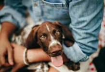 How I’ve Come To Think About A Dog’s Wellness Young Woman Caring for Her Dog as the Dog Sits in Her Lap