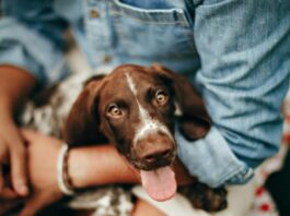 How I’ve Come To Think About A Dog’s Wellness Young Woman Caring for Her Dog as the Dog Sits in Her Lap