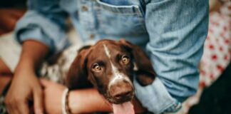 How I’ve Come To Think About A Dog’s Wellness Young Woman Caring for Her Dog as the Dog Sits in Her Lap