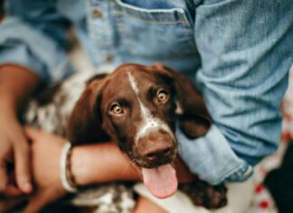 Young Woman Caring for Her Dog as the Dog Sits in Her Lap
