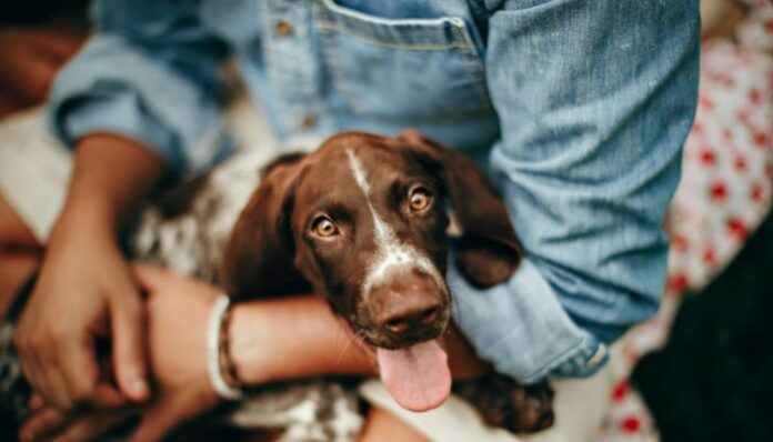 Dog Wellness Young Woman Caring for Her Dog as the Dog Sits in Her Lap