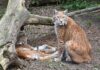 Rewilding the Iberian Lynx: An Story of Trial and Error by Dedicated Scientists