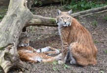Rewilding the Iberian Lynx: An Story of Trial and Error by Dedicated Scientists