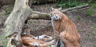 Rewilding the Iberian Lynx: An Story of Trial and Error by Dedicated Scientists