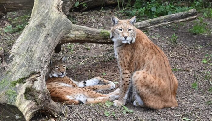 lynx